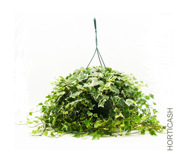 HEDERA SUSP