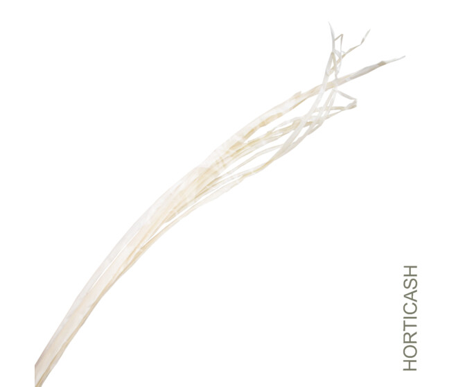 LONG PALM 200CM BLANC x10