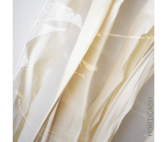 LONG PALM 200CM BLANC x10