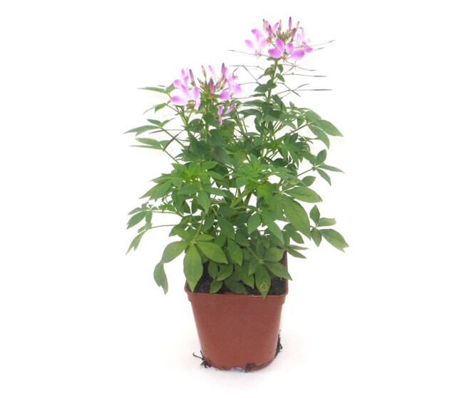 CLEOME VARIES