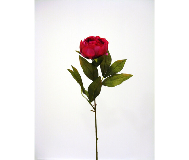 PIVOINE X1 PM BEAUTY