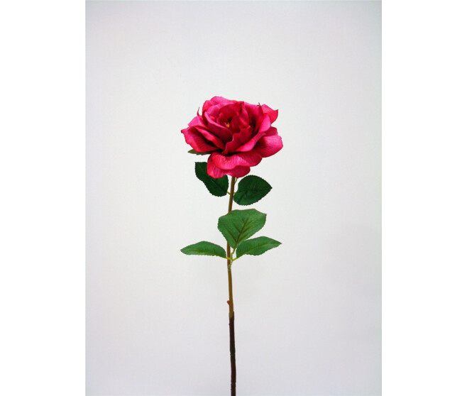 ROSE OUVERTE X1 BEAUTY
