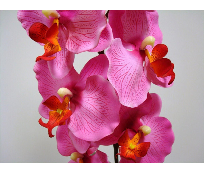 ORCHID PHALE X9 ROSE VIF
