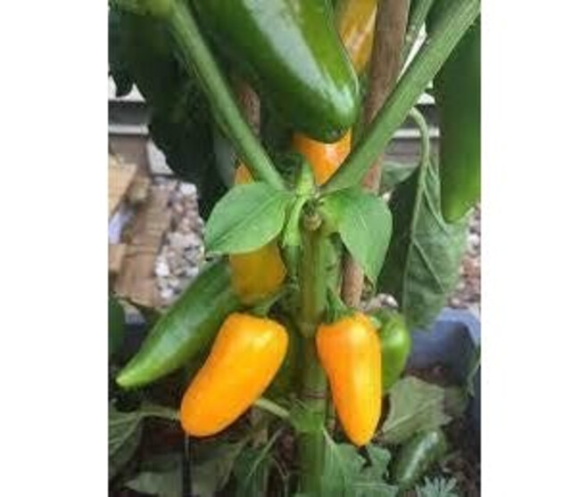 POIVRON JAUNE TERRAZI SNACKING