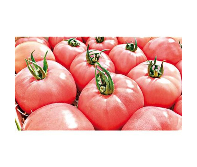 TOMATE GREFFEE ROSE HONEY MOON