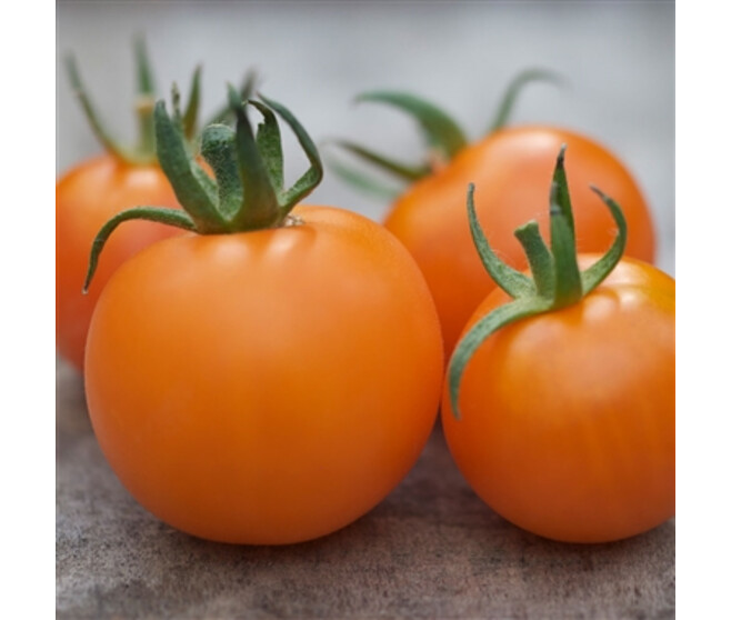 TOMATE GREFFEE CERISE ORANGE