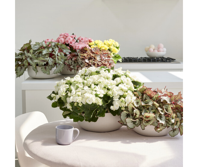 BEGONIA VARIE