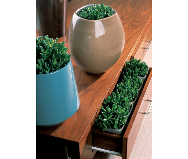 CRASSULA VARIES