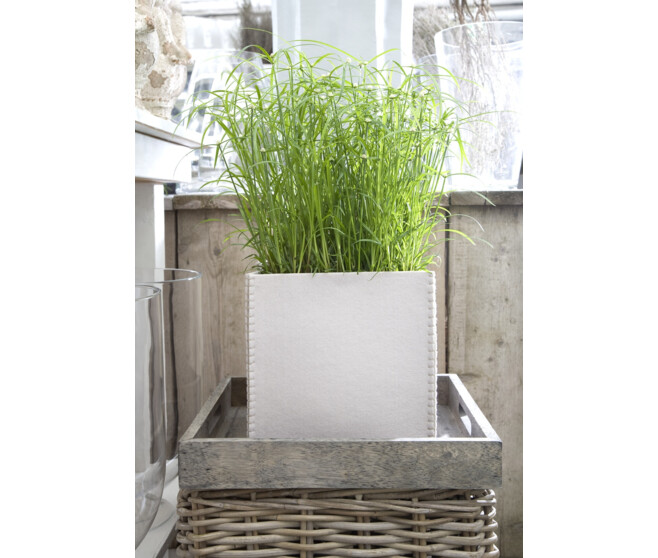 CYPERUS ALTERNIFOLIUS