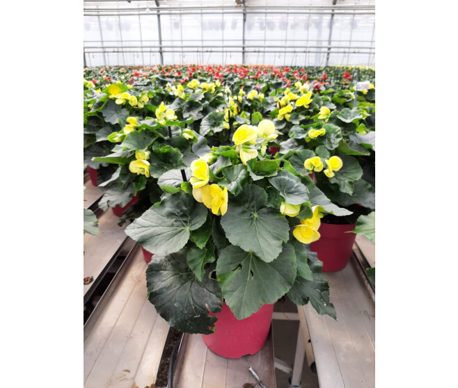 BEGONIA RIEGGER