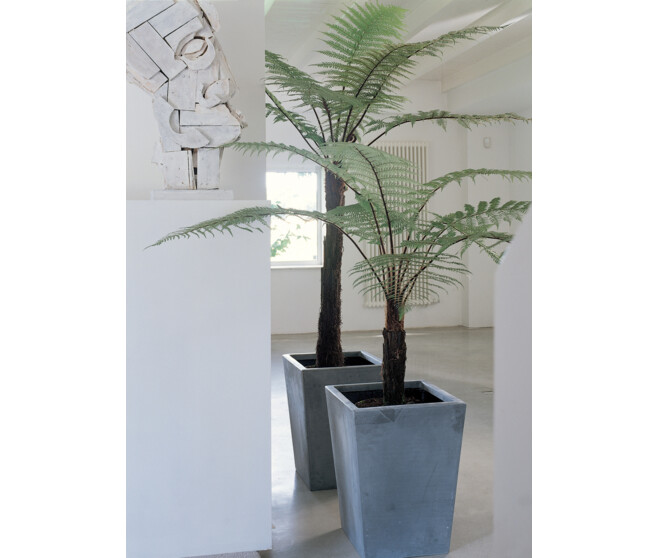DICKSONIA ANTARCTICA