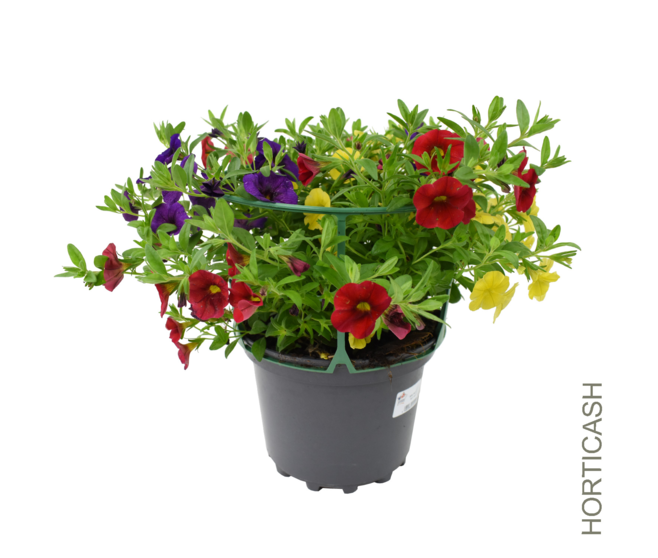 CALIBRACHOA