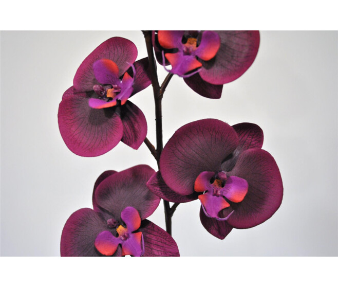 ORCHIDEE PHALE X4 AUBERGINE