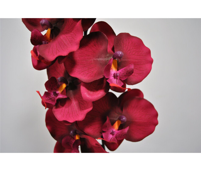 ORCHIDEE PHALE X9 FUSCHIA