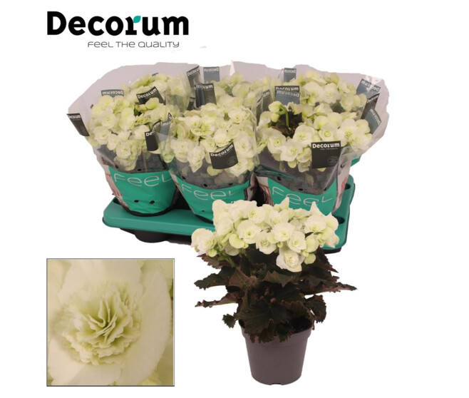 BEGONIA JOY WHITE