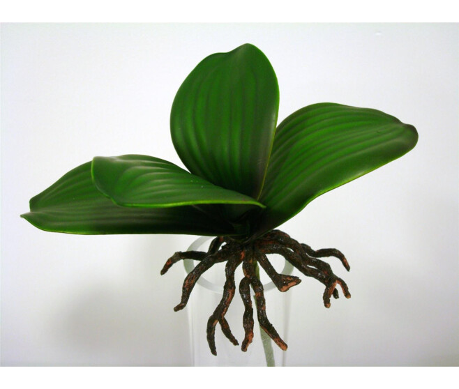 FEUILLE ORCHIDEE X4 PM VERT