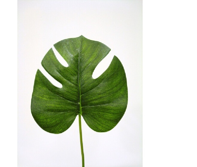 FEUILLE PHILO 40CM VERT