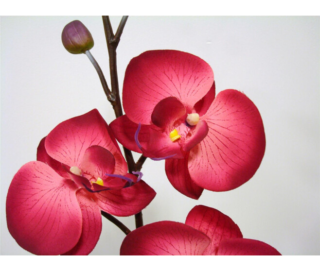 ORCHID PHALE X4 BEAUTY