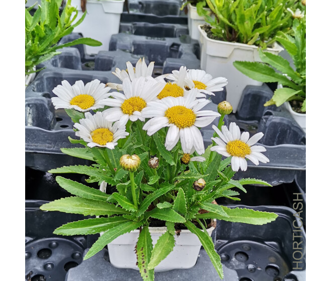 LEUCANTHEMUM SUPERBUM SNOW LADY