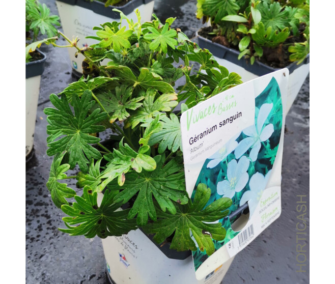 GERANIUM SANGUINEUM ALBUM