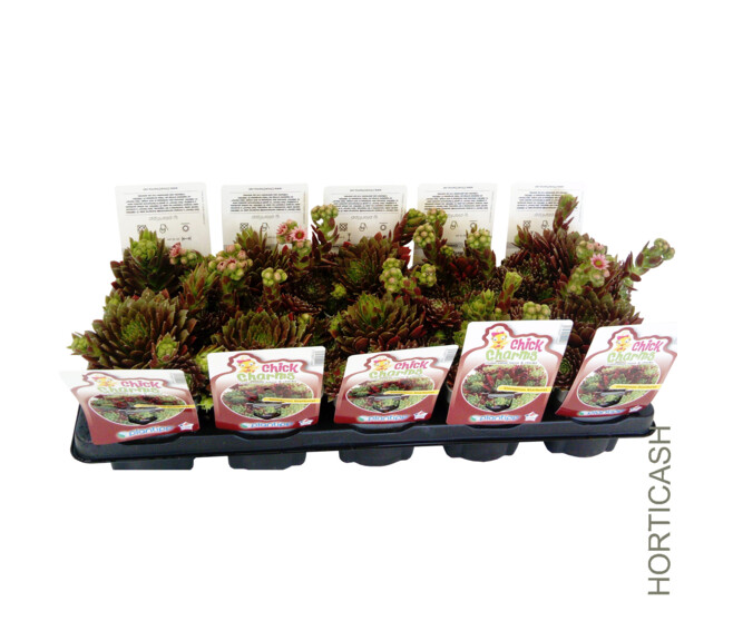 SEMPERVIVUM CHICK CHARMS STARBURST