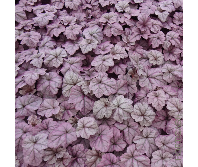 HEUCHERA MICRANTHA WILDBERRY