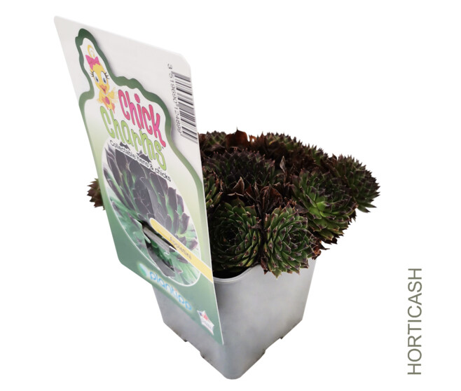 SEMPERVIVUM CHICK CHARMS APPLETINI