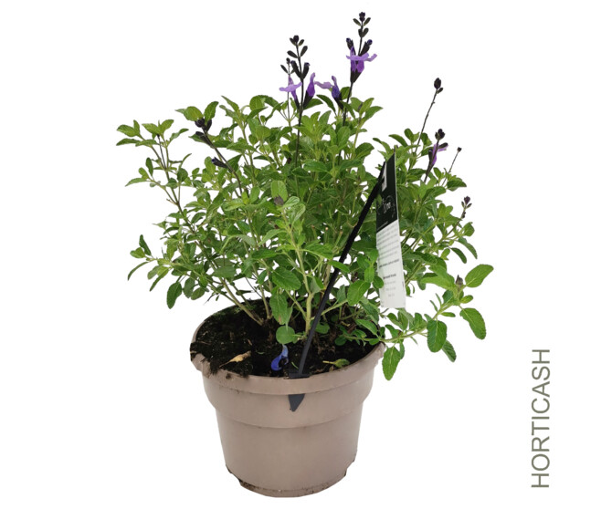 SAUGE MICROPHYLLA SO COOL BLEUE