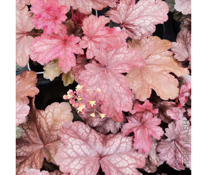 HEUCHERA ROOT BEER