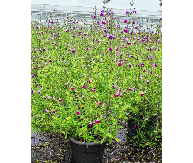 SAUGE GREGGI AMETHYST LIPS