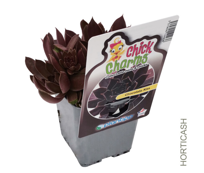 SEMPERVIVUM CHICK CHARMS CHOCOLATE KISS