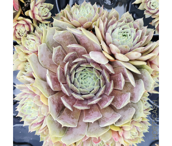 SEMPERVIVUM CHICK CHARMS BERRY BLUES