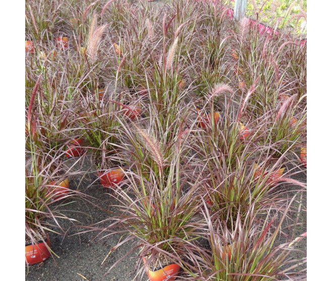 PENNISETUM ADVENA SKYROCKET