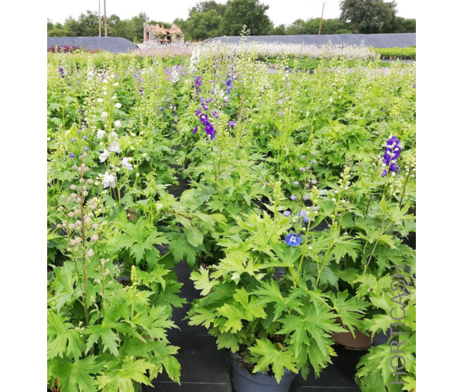 DELPHINIUM FANTASIA