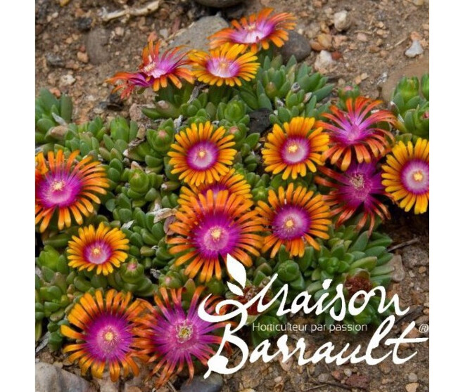 DELOSPERMA FIRE SPINNER