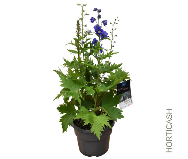 DELPHINIUM FANTASIA