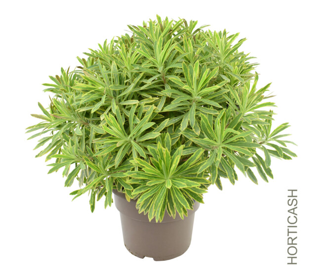 EUPHORBIA PANACHE ASCOT RAINBOW