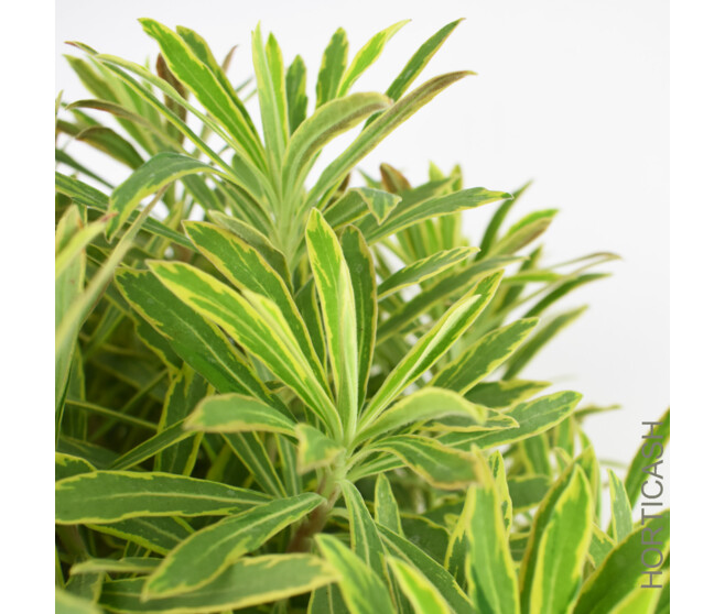 EUPHORBIA PANACHE ASCOT RAINBOW