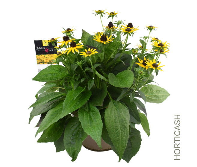 RUDBECKIA FULGIDA LITTLE GOLDSTAR