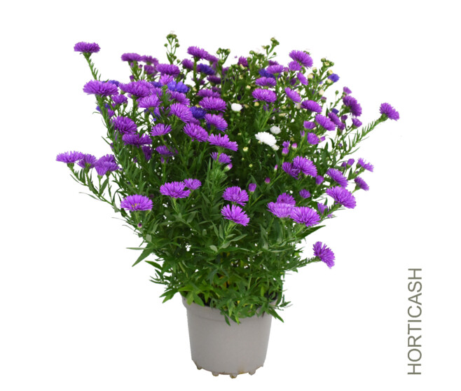 ASTER 3COULEURS P COLORE