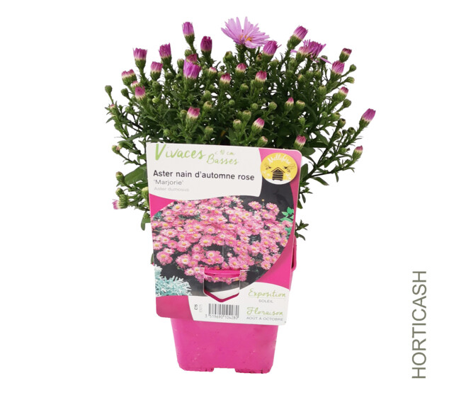 ASTER MARJORIE
