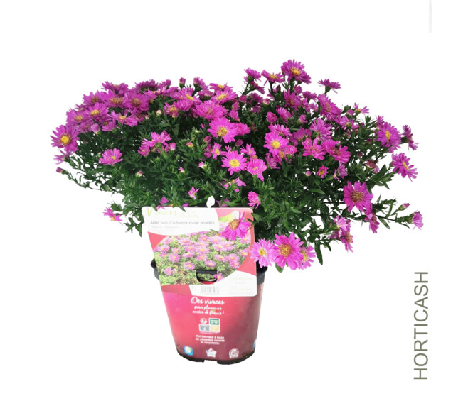 ASTER DUMOSUS ALICE