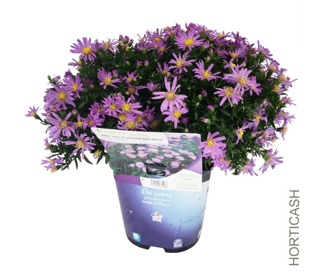 ASTER DUMOSUS LADY IN BLUE