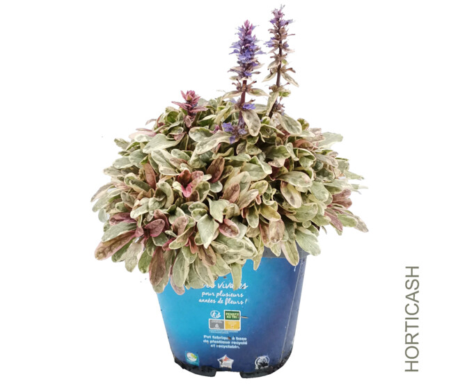 AJUGA PRINCESS NADIA