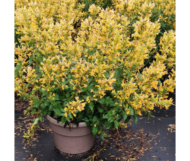AGASTACHE KUDOS YELLOW