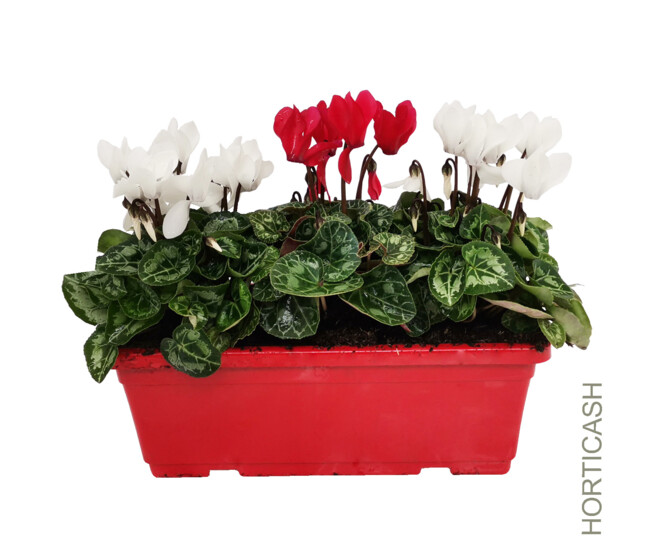 CYCLAMEN MINI JARD