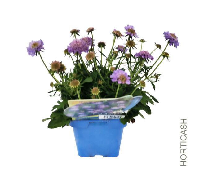 SCABIEUSE COLUMBARIA BUTTERFLY BLUE