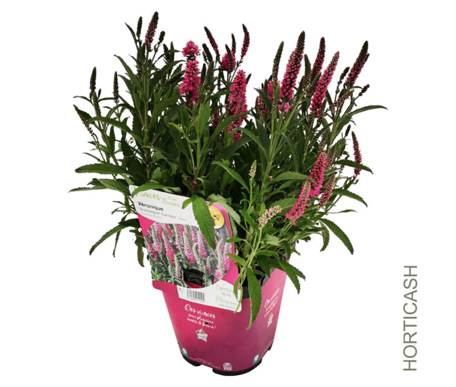 VERONIQUE BUBBLEGUM CANDLES