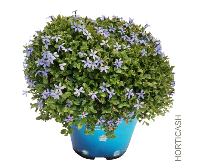 PRATIA PEDUNCULATA BLEU