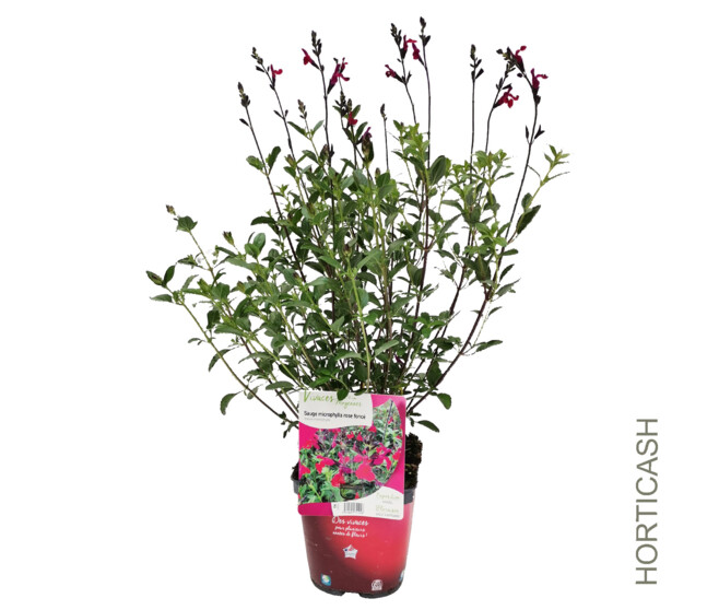 SAUGE MICROPHYLLA ROSE FONCE